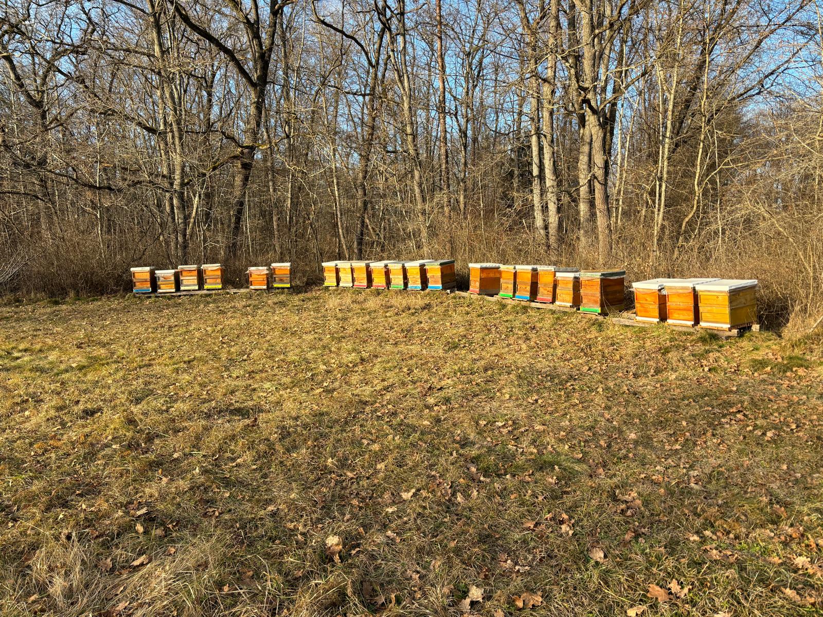 Bienenstöcke der Imkerei Ploder im steirischen Frühling