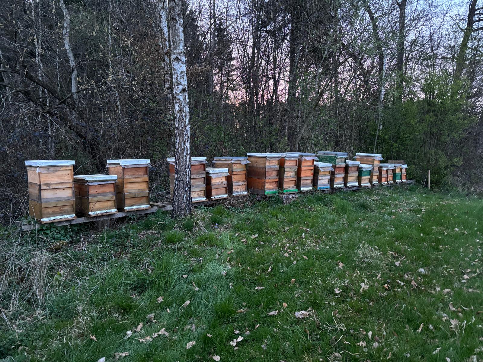Bienenvölker der Imkerei Ploder im Frühjahr