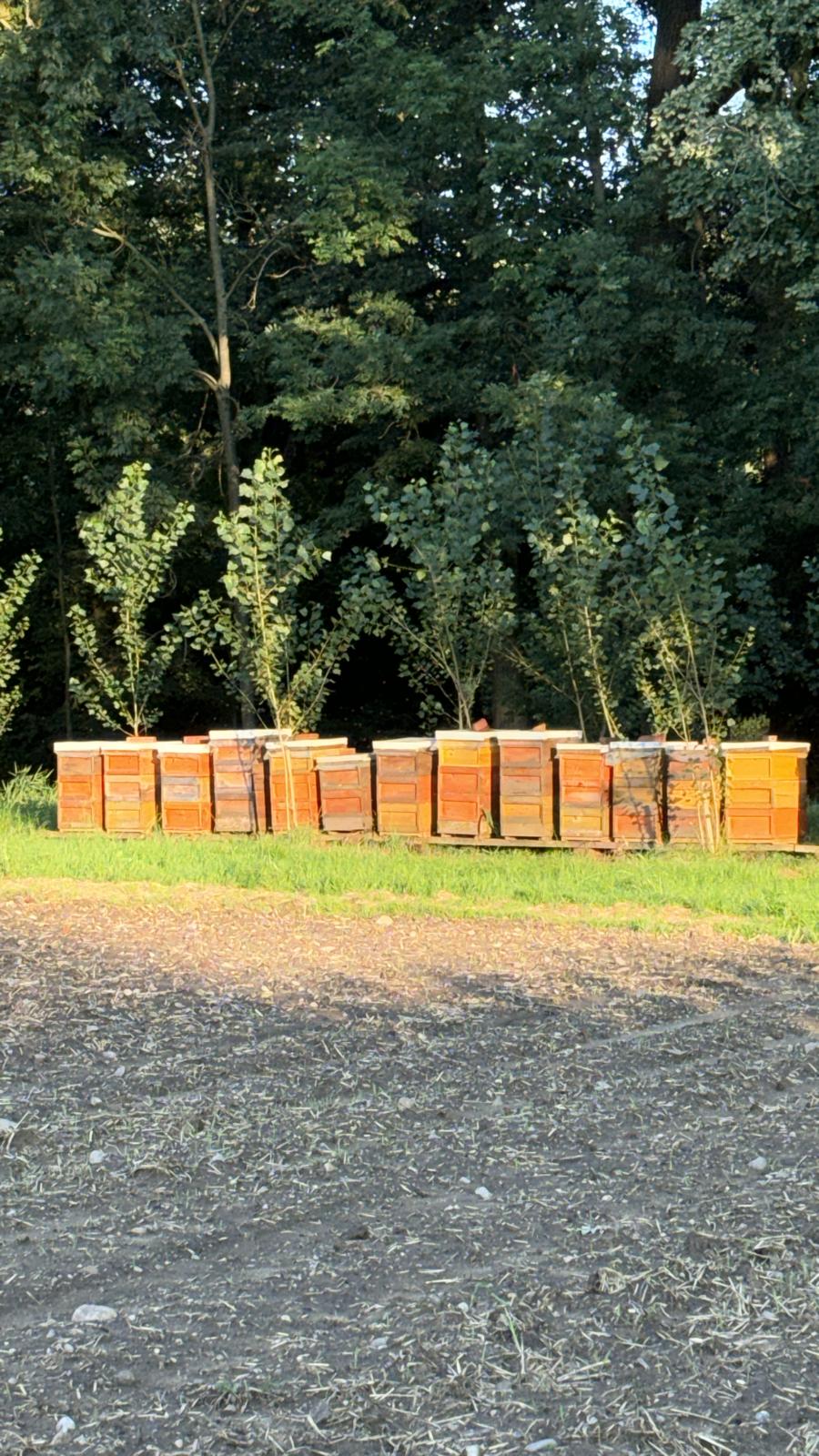 Bienenstand der Imkerei Ploder in der Südoststeiermark im Sommer